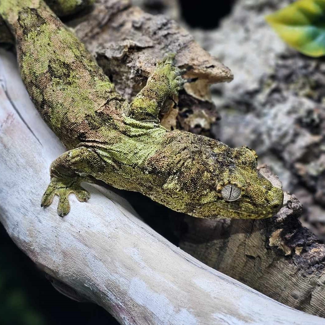 Chahoua Geckos