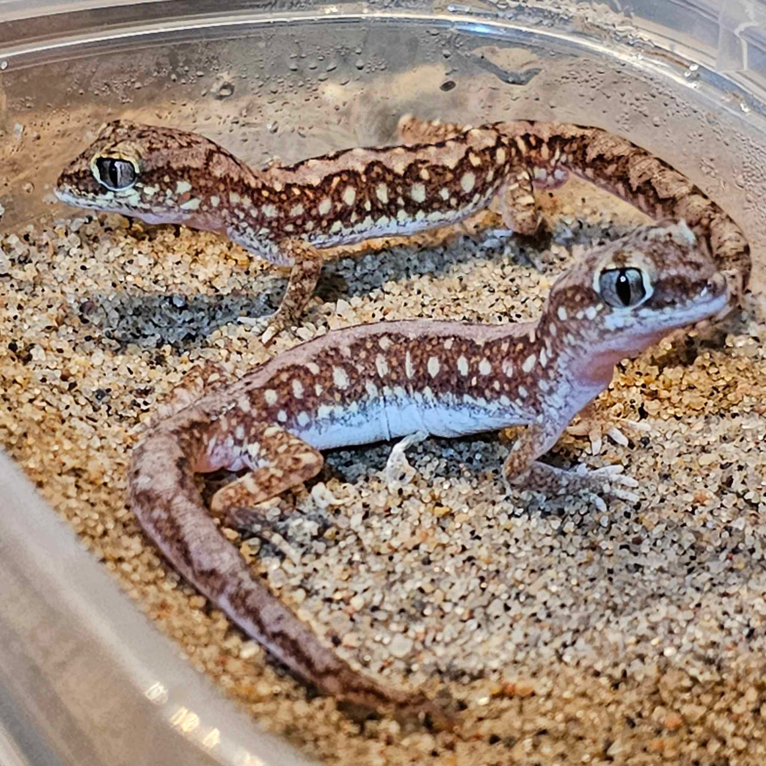 Other Geckos